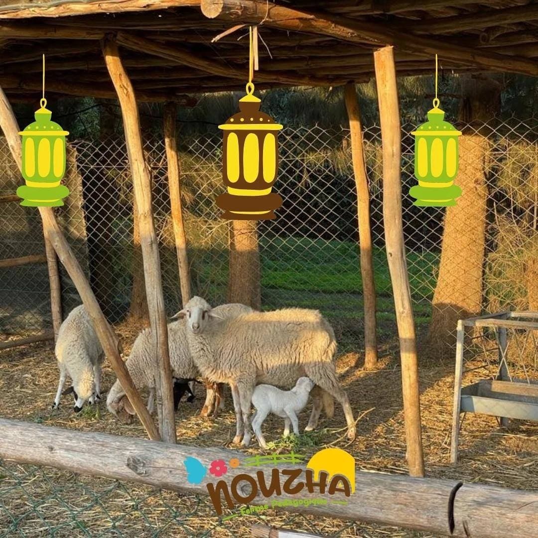 Ferme Nouzha – Expérience éducative au cœur de la nature 4
